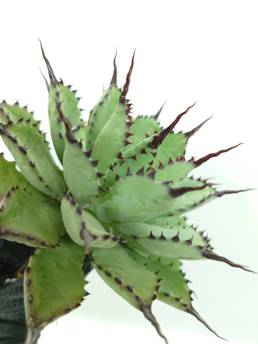 アガベ lize産 曲刺八雷 八荒雷神 八荒殿×雷神 Agave macroacantha x