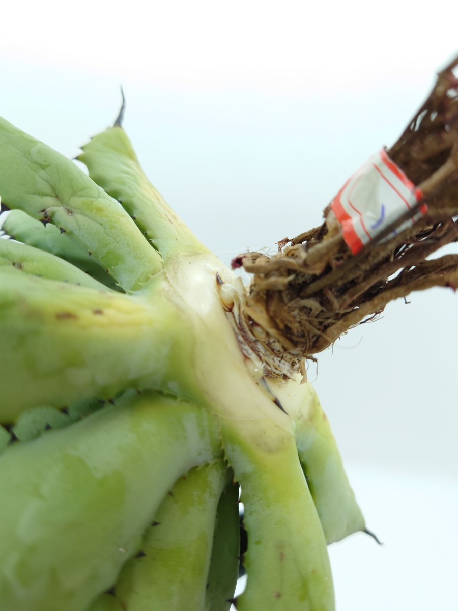 アガベ lize産 曲刺八雷 八荒雷神 八荒殿×雷神 Agave macroacantha x
