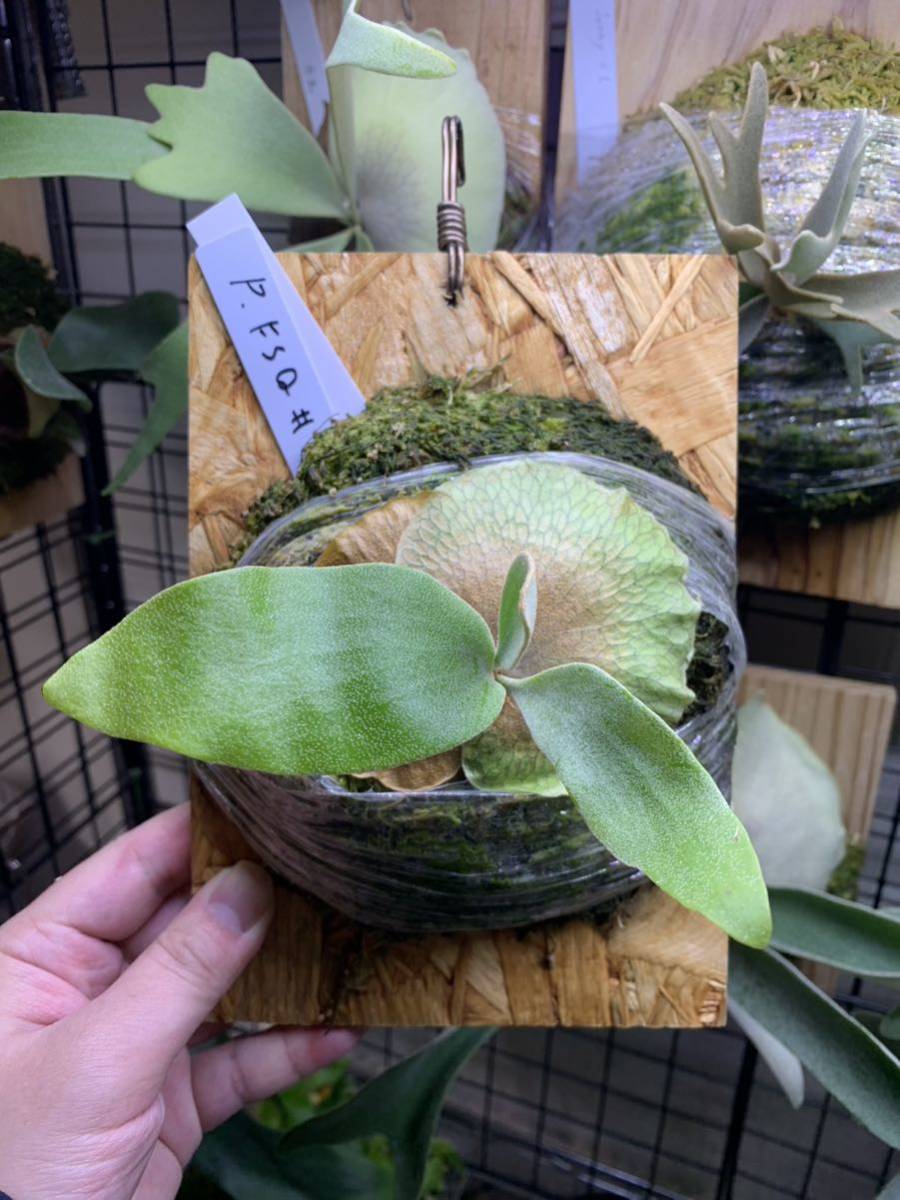 与え 更紗様ご確認 E-1 ビカクシダ コウモリラン ecousarecycling.com