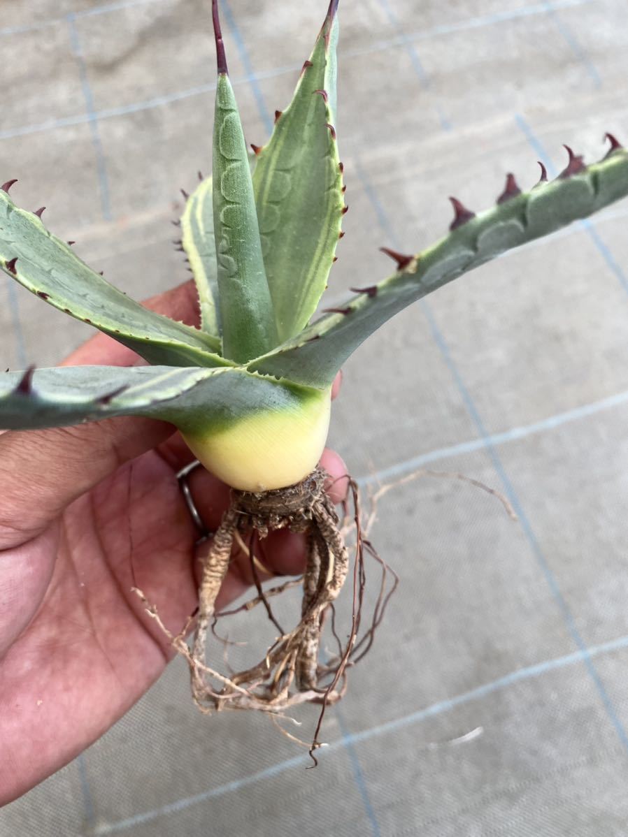 Agave parryi ssp. parryi 吉祥天 斑入り ”Lucky Stripe“(アガベ 