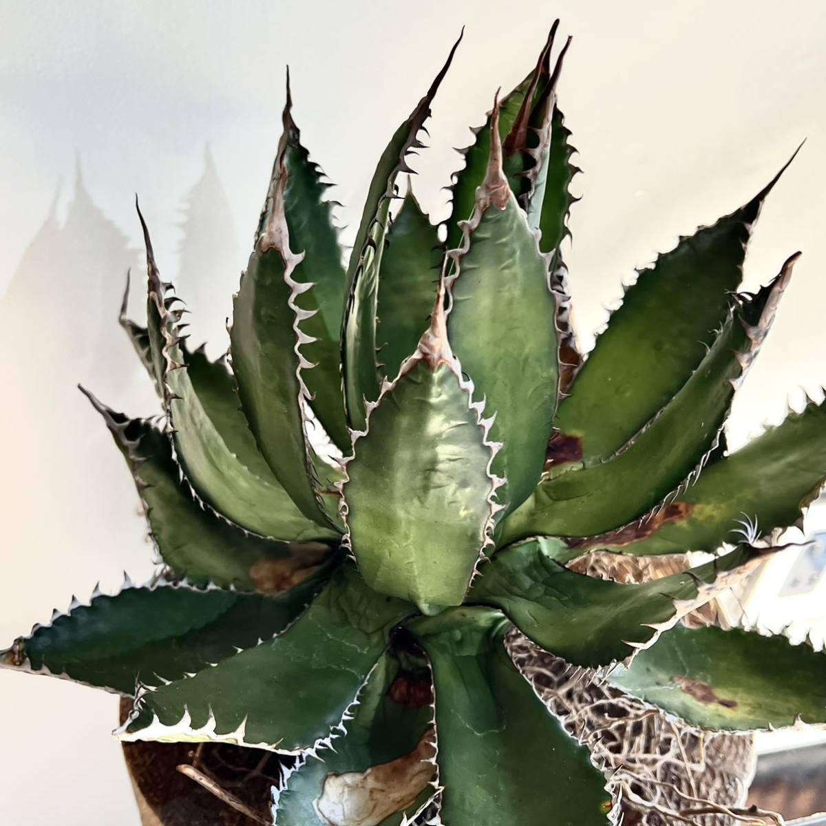 激安超安値激安超安値アガベ ホリダ抜き苗 植物 | blog.connectparts