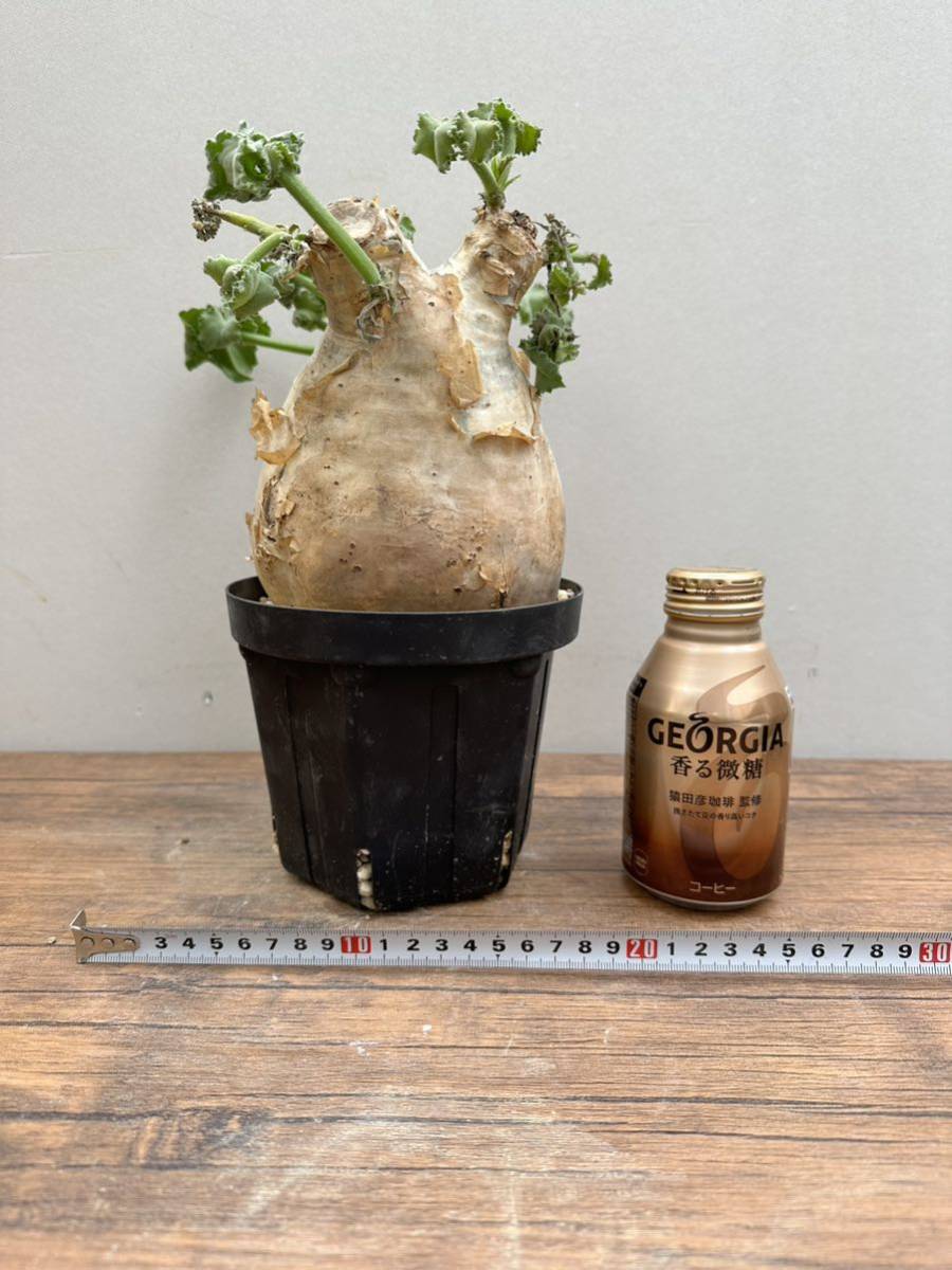 日本謹製 コミフォラモンストローサ 塊根植物 パキプス グラキリス