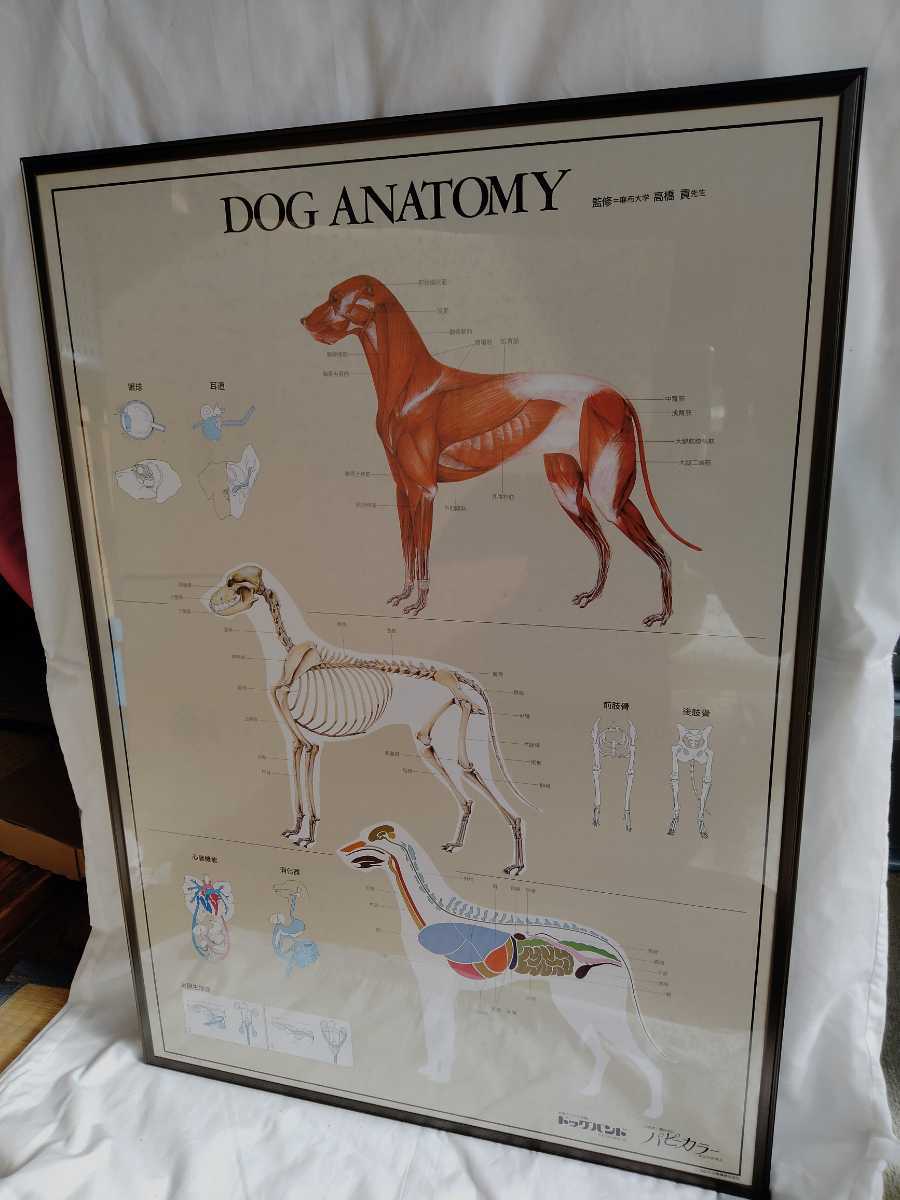 DOGA ANATOMY panel постер собака 