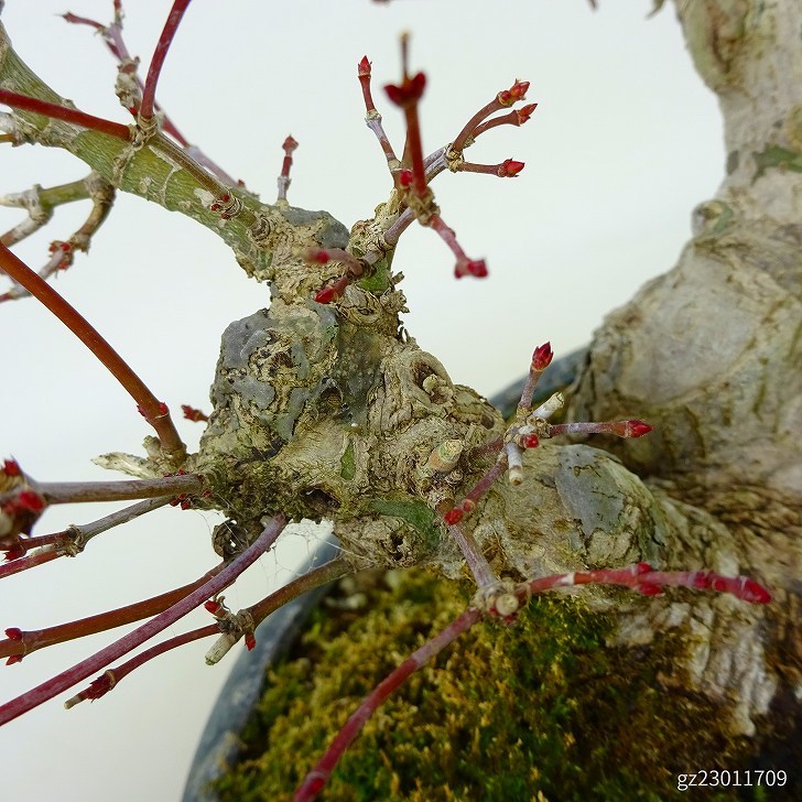 盆栽 紅葉 もみじ Acer palmatum モミジ カエデ科 落葉樹 観賞用 小品