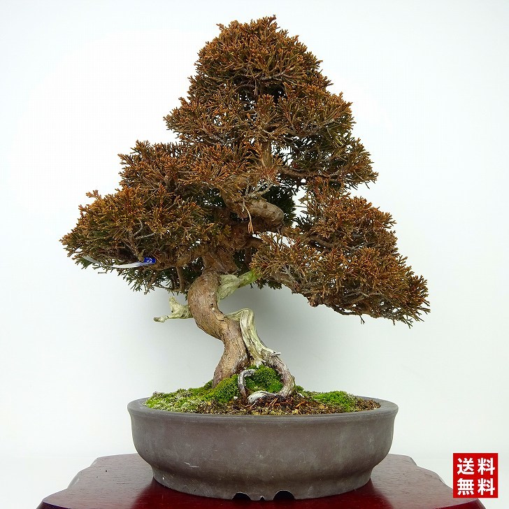 盆栽 真柏 しんぱく Juniperus chinensis シンパク ジン シャリ