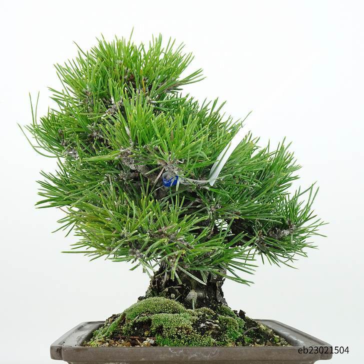 盆栽 松 黒松 高級盆栽 樹種 くろまつ ii クロマツ
