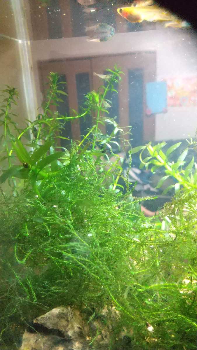 水草2種 アナカリス マツモ - 通販 - guianegro.com.br