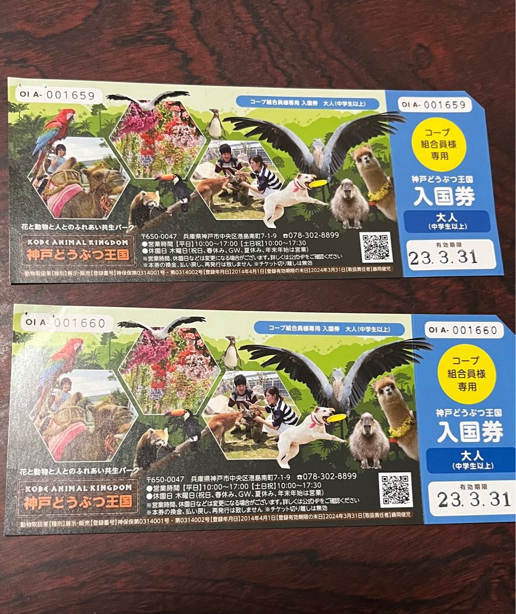神戸どうぶつ王国 入園チケット 大人2枚 - 動物園