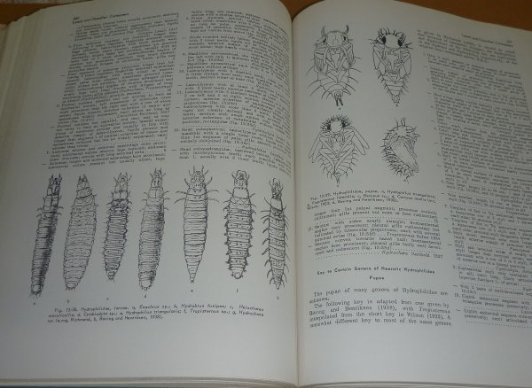 水生昆虫1968『Aquatic Insects of Californiaカリフォルニアの水生昆虫』 Robert L. Usinger 編_画像10