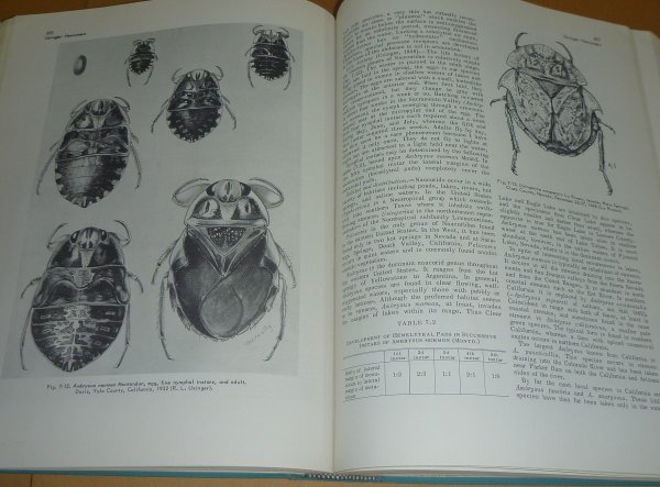水生昆虫1968『Aquatic Insects of Californiaカリフォルニアの水生昆虫』 Robert L. Usinger 編_画像8