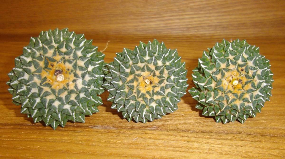 サボテン 実生 白花姫牡丹