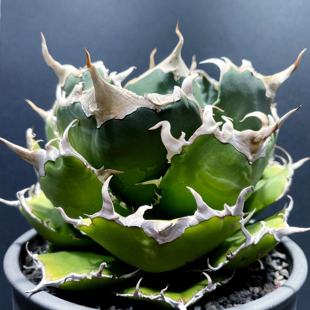 アガベ チタノタ 白鯨 良血統子株 シーザー レッドキャットウィーズル ハデス 白鯨 SAD agave caesar redcatweezle 花、園芸 観葉植物