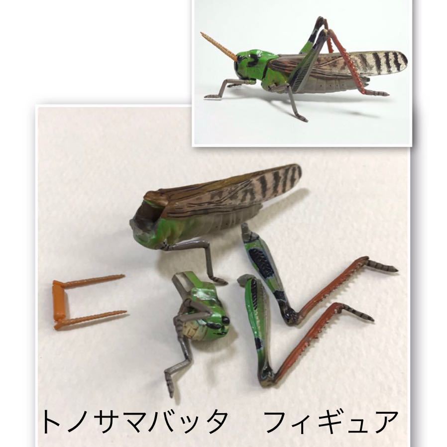 Yahoo!オークション - 原色日本昆虫図鑑II トノサマバッタ 昆虫 Yahoo!オークション - 原色日本昆虫図鑑II トノサマバッタ 昆虫