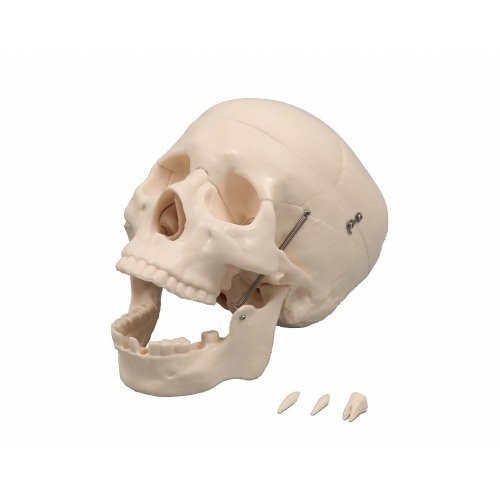 アーテック 頭蓋骨模型 9700
