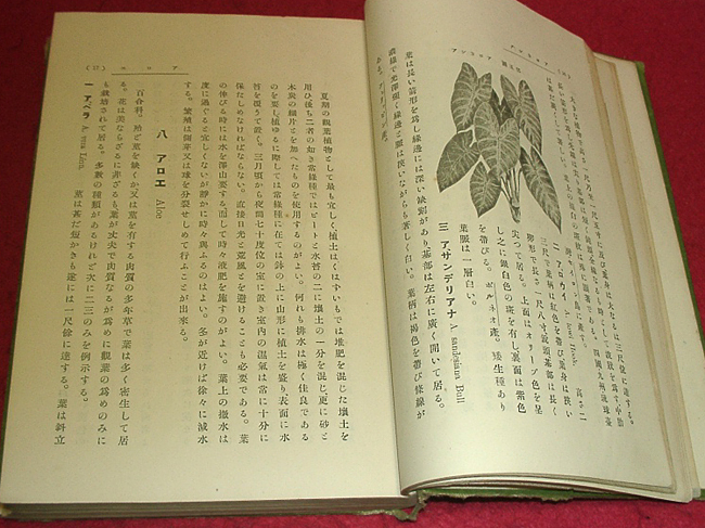 *. flower gardening [... appreciation plant compilation ]/.. writing ./ Taisho 14 year * ( tube -y41)