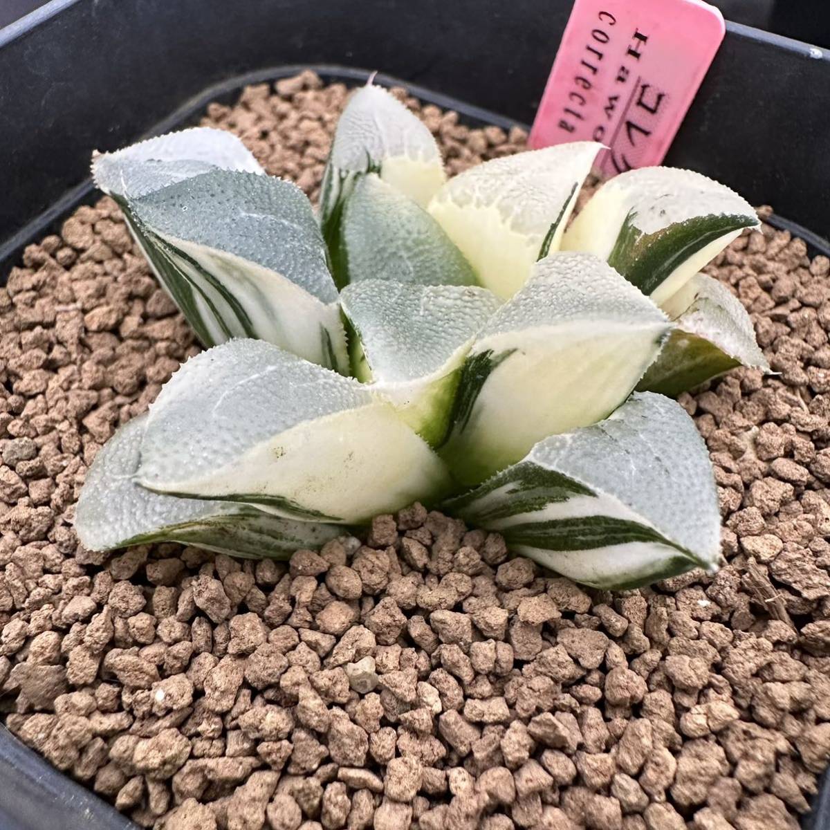 多肉植物 ハオルチア コレクタ錦 実生 植物 | www.vinoflix.com