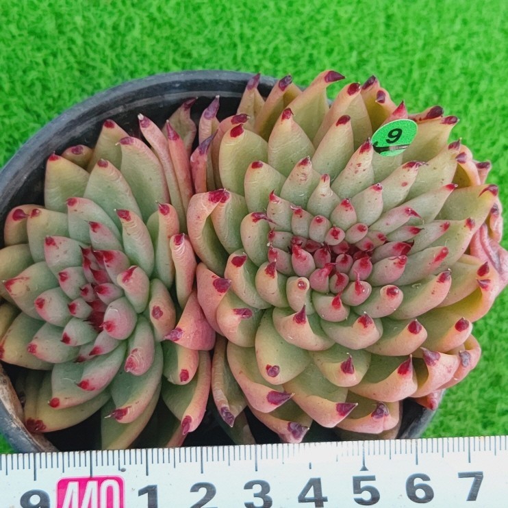 SALE/58%OFF】 多肉植物 エケベリア マリア綴化 カット苗 ①