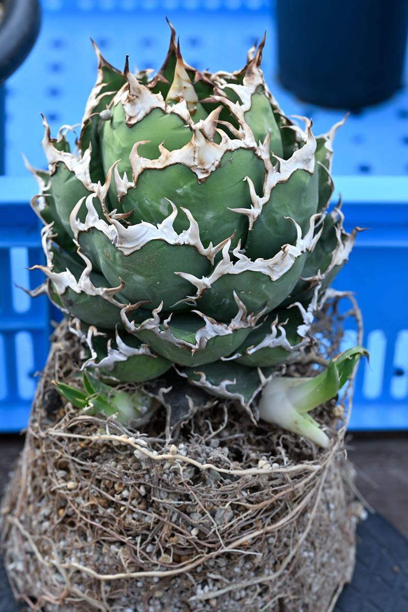 アガベ チタノタ シーザー ボール型 Agave Titanota Fo-076 台湾 観葉