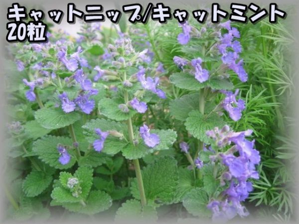 SALE/84%OFF】 <br>ブルーキャットニップ <br> キャットミント <br>藤田種子のタネ Catmint キャットミント レディース JAPAN 電池交換済 ①