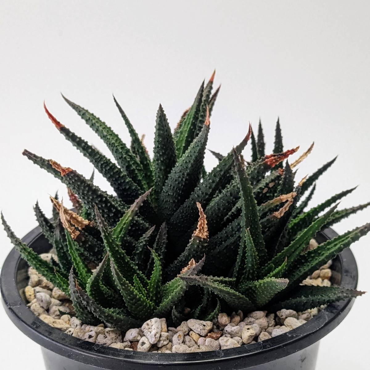 ハオルチア scabra var. morrisiae_sample