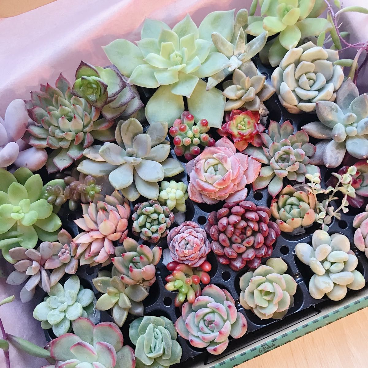 多肉植物 寄せ植え カット苗【宅急便コンパクト20㌢×25㌢×5 多肉植物 寄せ植え カット苗【宅急便コンパクト20㌢×25㌢×5