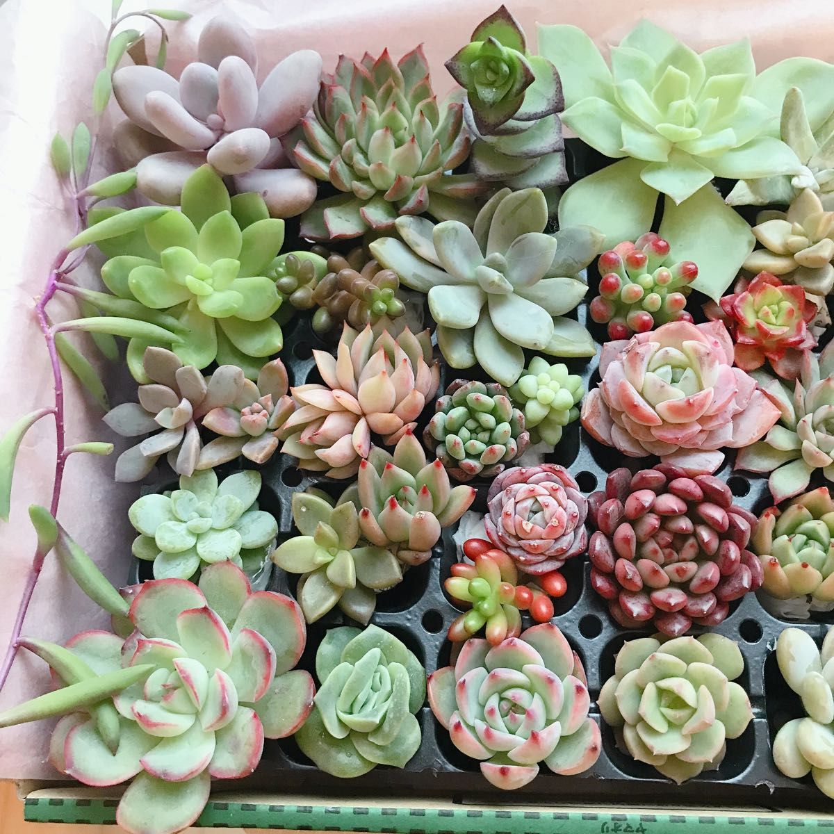 多肉植物 寄せ植え カット苗【宅急便コンパクト20㌢×25㌢×5 多肉植物 寄せ植え カット苗【宅急便コンパクト20㌢×25㌢×5
