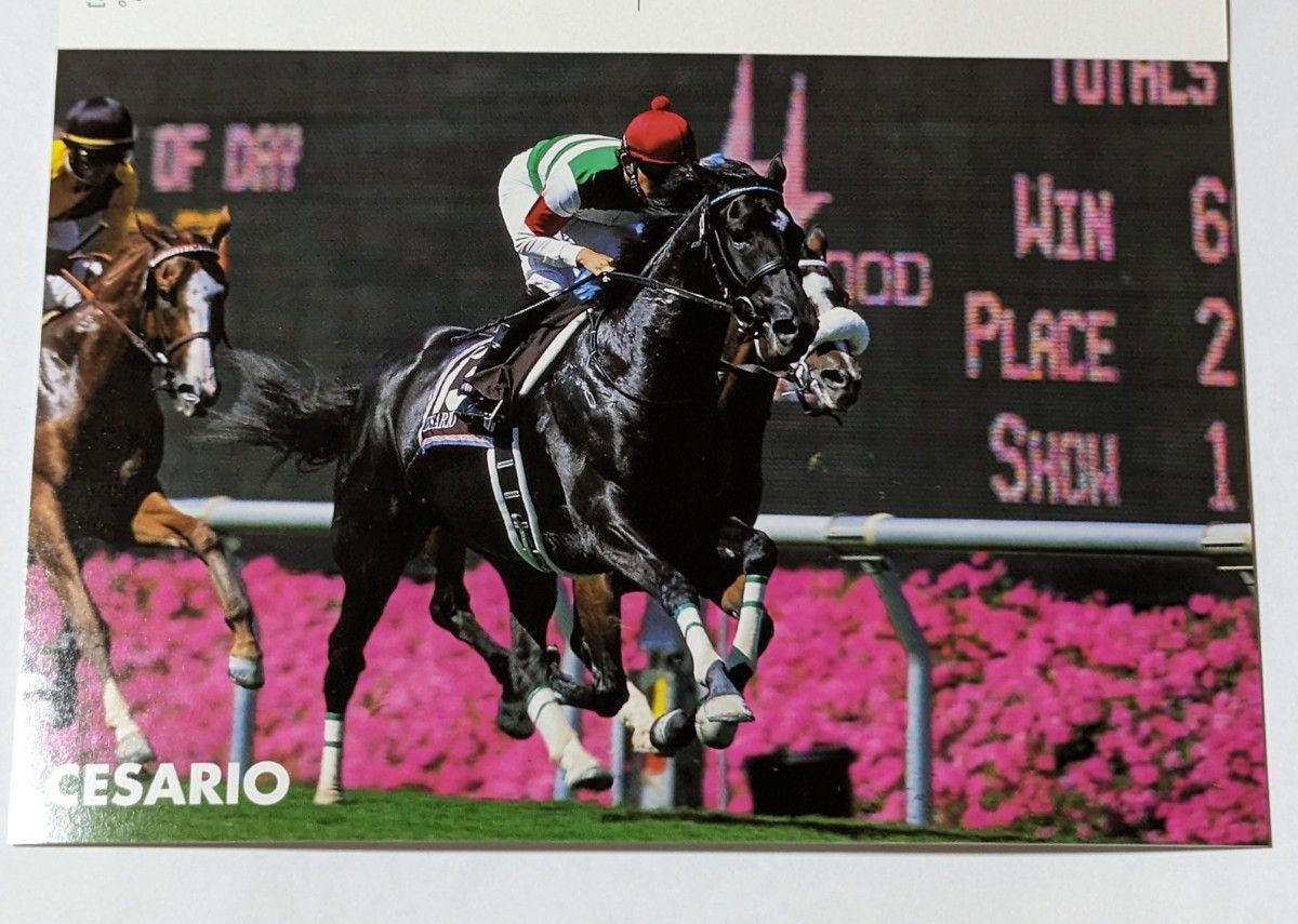 JRA 万年カレンダー ポストカード 5枚セット他 5点セット|PayPayフリマ