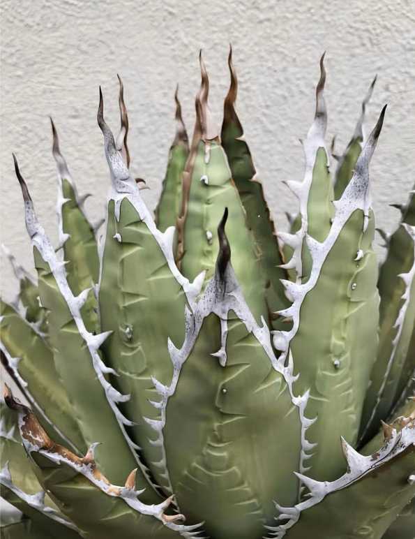 MM9 パープソラム Agave purpusorum 青皮です帝釈天 極上美株 camping.com