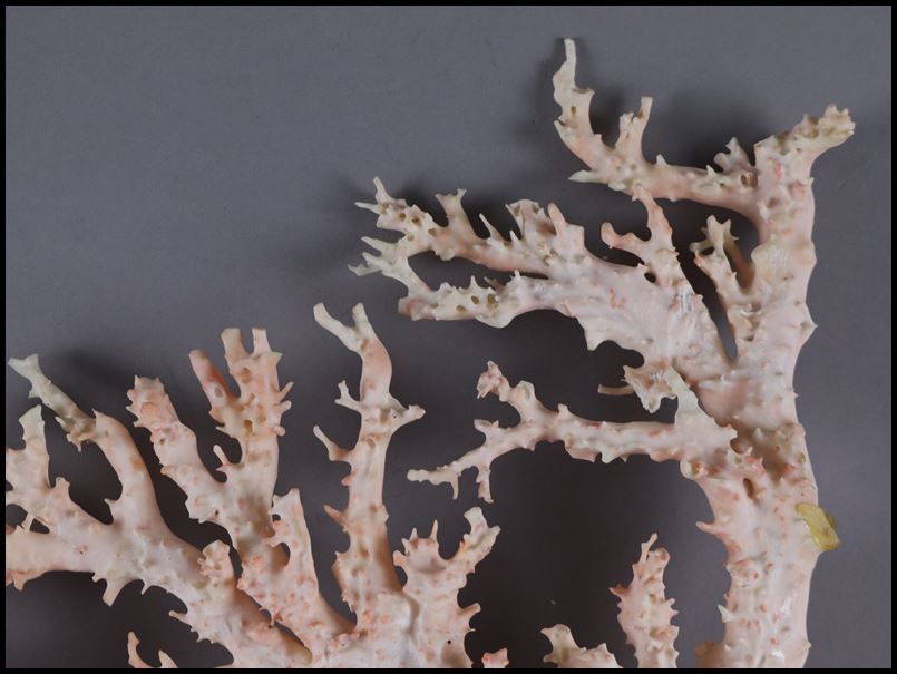 奇天然 本珊瑚 桃珊瑚 生珊瑚 サンゴ 原木 特大 / 深海 ミッドウェー