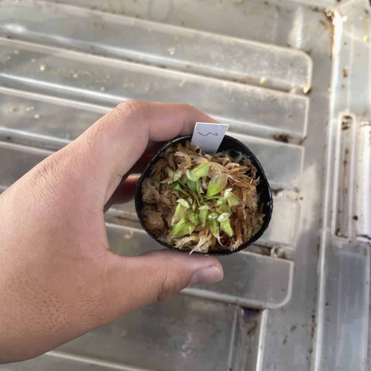 セファロタスフォリキュラリス ビッグマウス CZP 2号深 食虫植物 | www