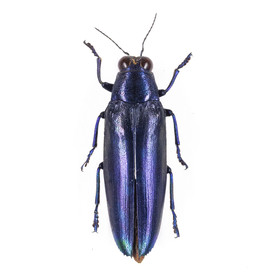 C. fulminans 44B ツマアカルリタマムシ(ブルー系)標本 ジャワ島_画像1