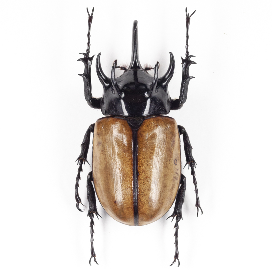 E. gracilicornis 22 ゴホンツノカブト標本 チェンマイ | qacademy.co