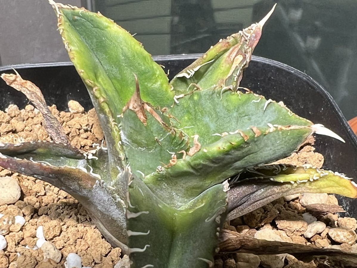 南アフリカダイヤモンド SAD アガベ チタノタ agave titanota 多肉植物