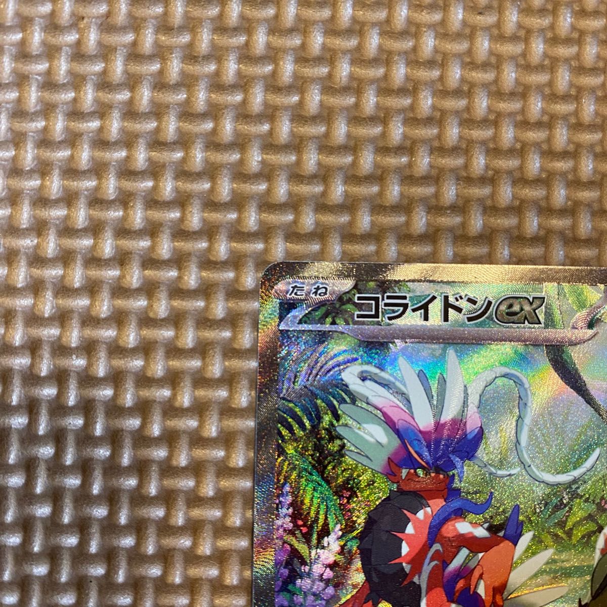 コライドンsar】スカーレットBOXバイオレットBOX ミモザsar コライドンsar】スカーレットBOXバイオレットBOX ミモザsar
