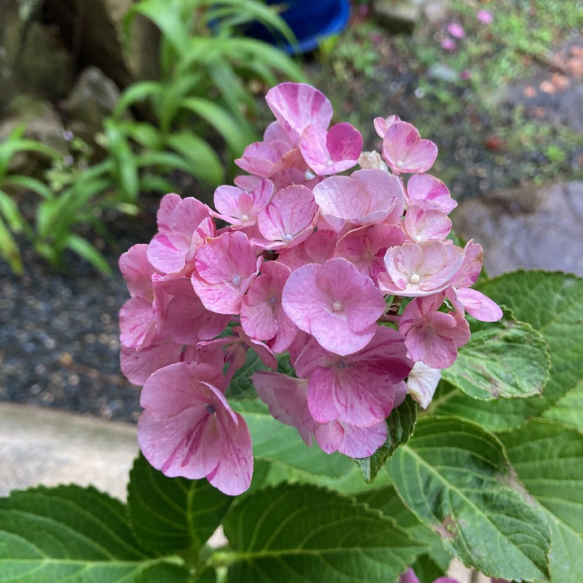紫陽花苗木 舞姫|PayPayフリマ
