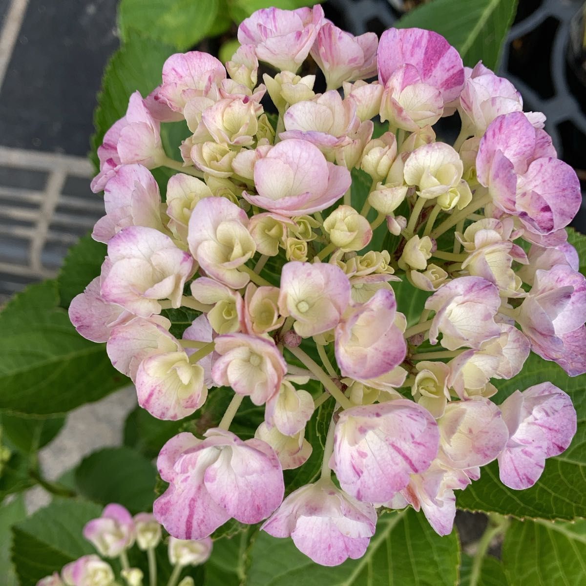 紫陽花苗木 舞姫|PayPayフリマ