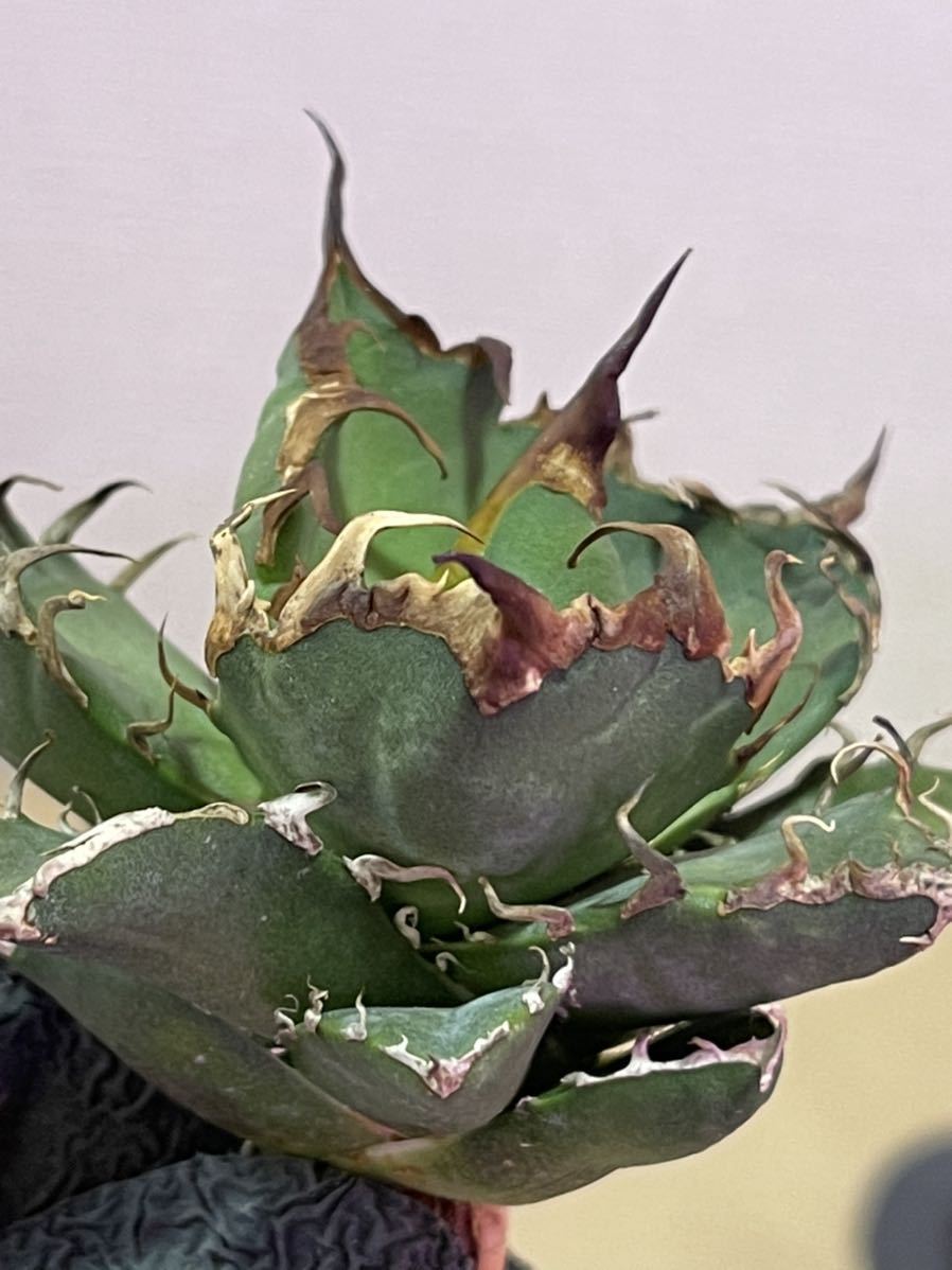 多肉植物 アガベ チタノタシ一ザ一極上株