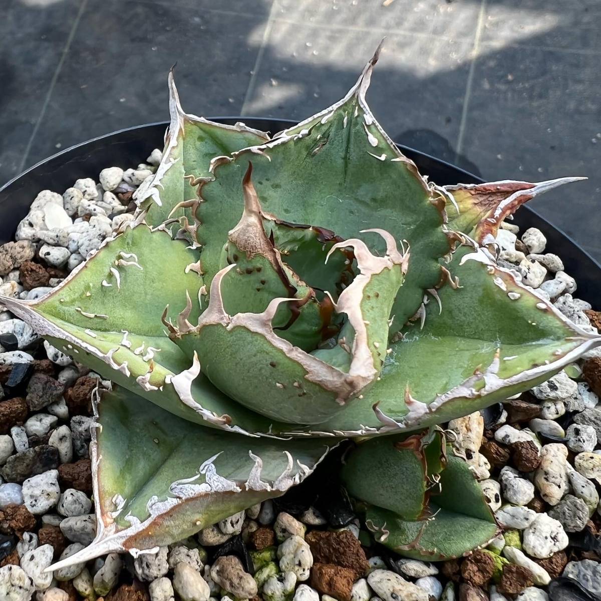 裏表ブツブツAgave Titanota 子株 発根済 アガベ チタノタ 観葉植物