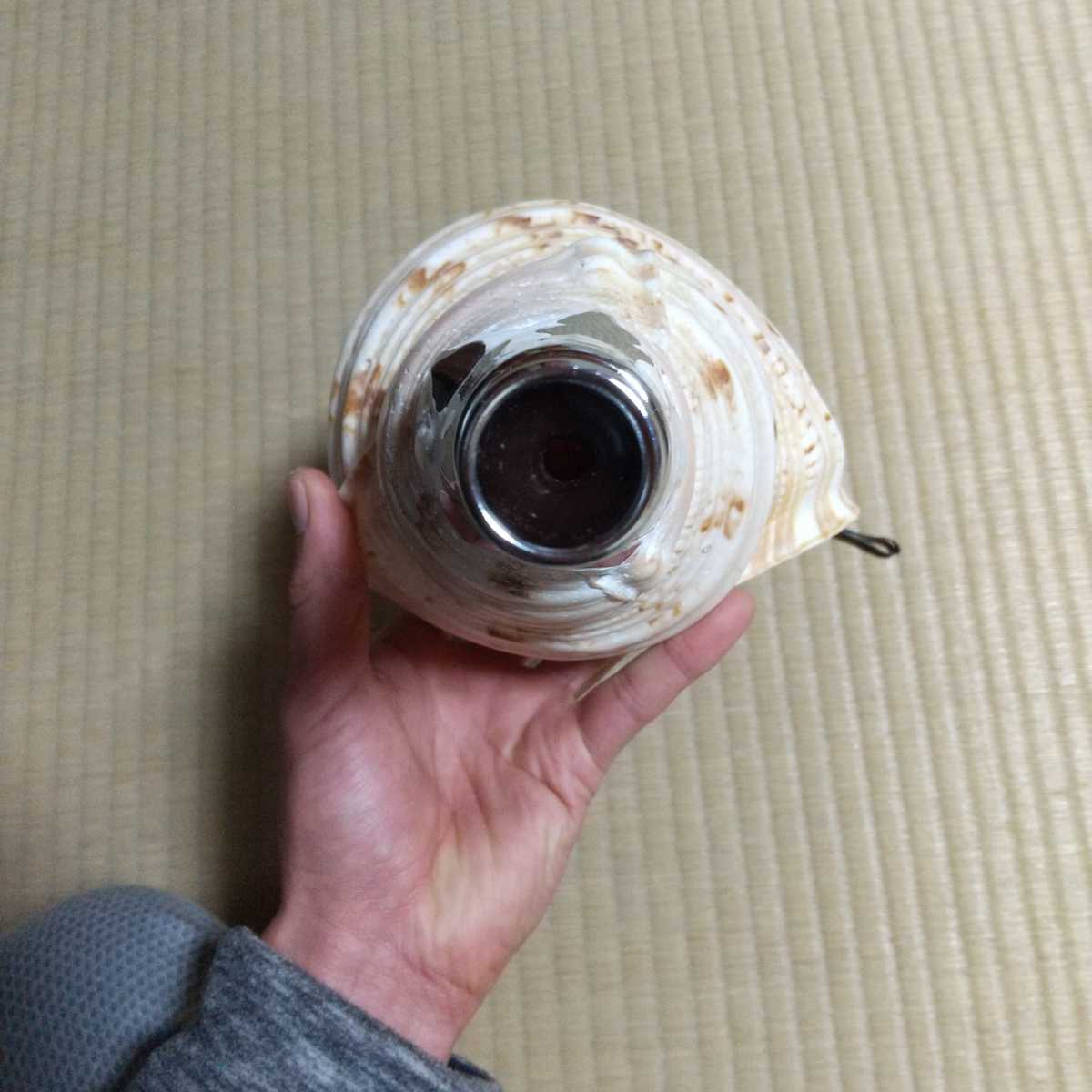 法螺貝 約38cm 約1222g mocchaufood.com