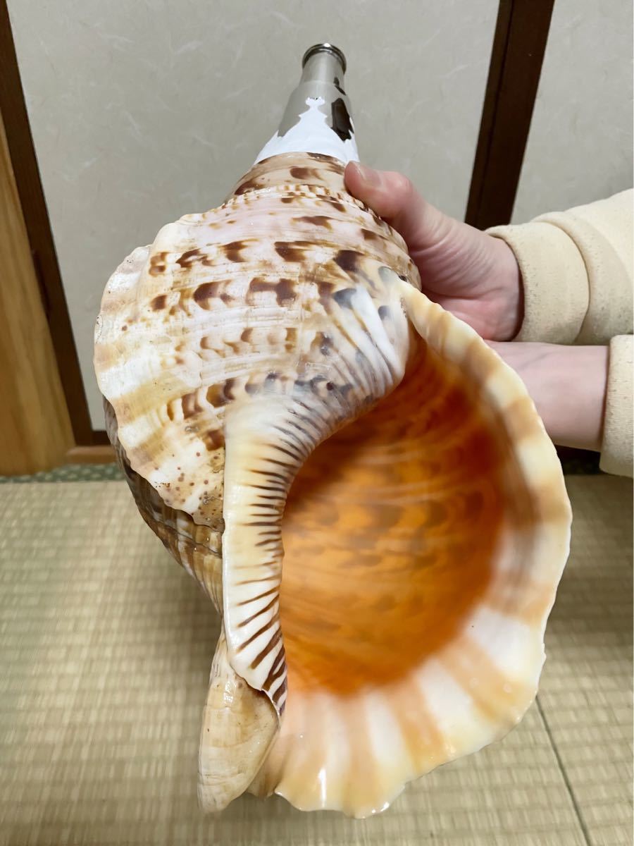 重厚な修験道法螺貝 山伏 密教 魔除け 熊よけ❣️ 楽器/器材 和楽器