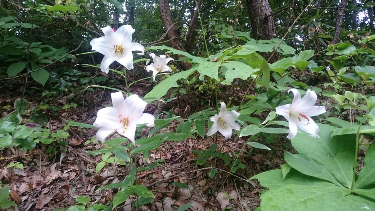 能登ササユリ　開花球5個セット_画像7