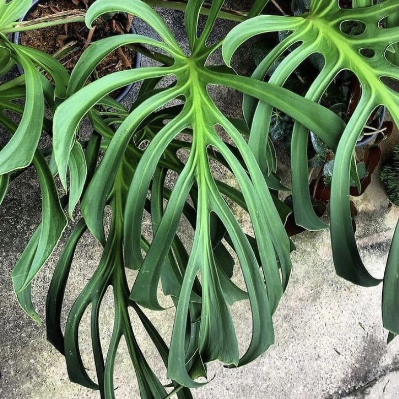 KhK-07》切れ込み葉Monstera Burle Marx's アンスリウム Flame