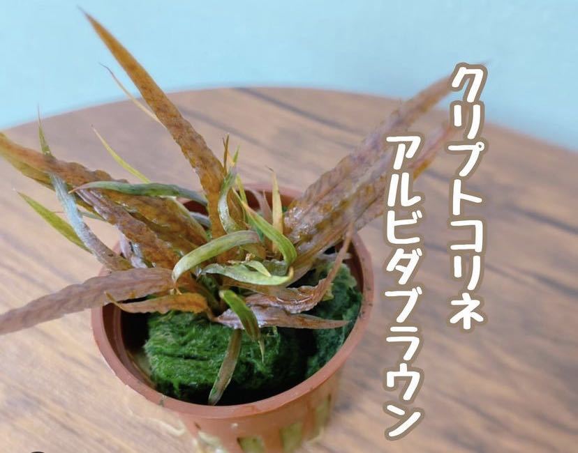  Cryptocoryne a ruby da Brown 1 stock.. red . a little over .. go out type 