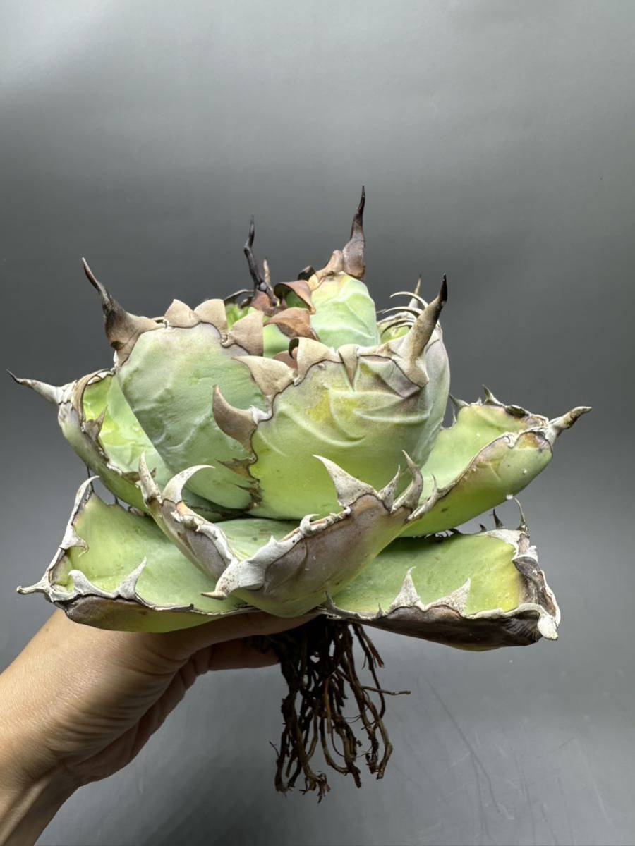 Yahoo!オークション - S222-9 超稀少新品種Agave titanota Yahoo!オークション - S222-9 超稀少新品種Agave titanota