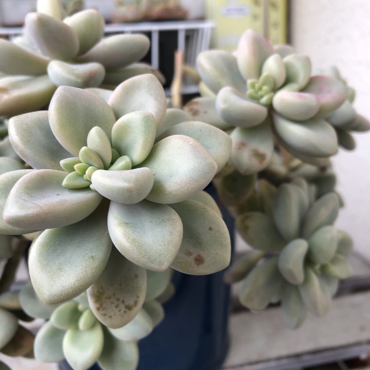 ❤︎多肉植物 だるま秋麗 カット苗❤︎写真全部 | www.jarussi.com.br