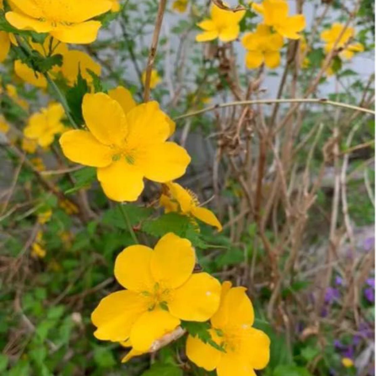 ヤマブキ　山吹　抜き苗　1株