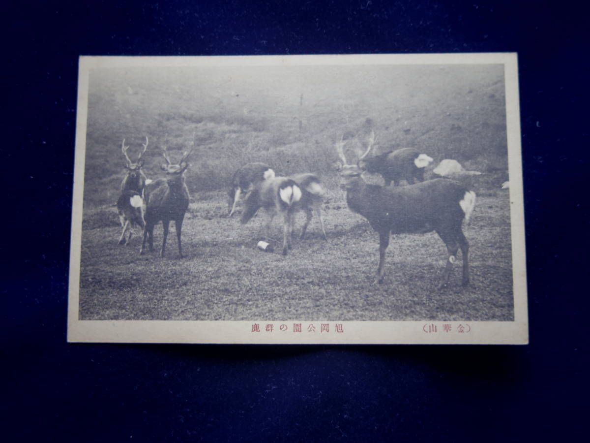 かわいい鹿　金華山旭岡公園　宮城県_画像1