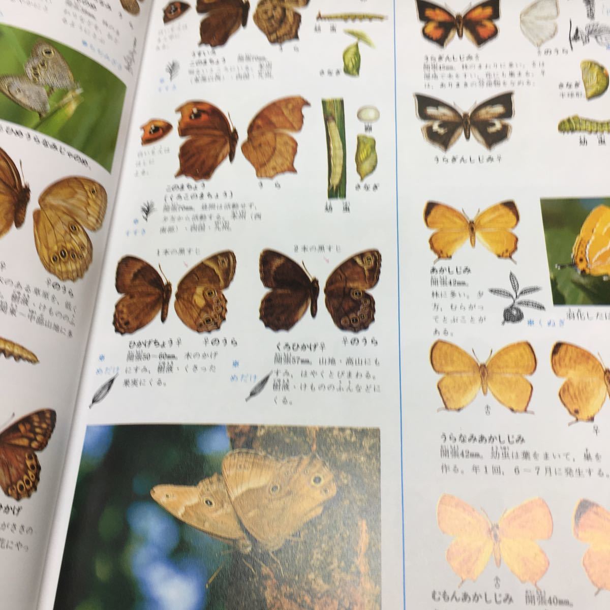 b-034 小学館の学習百科図鑑② 昆虫の図鑑 目次 昆虫の世界4 四季の昆虫6 ほか... 1996年3月20日 発行 ※7_画像3