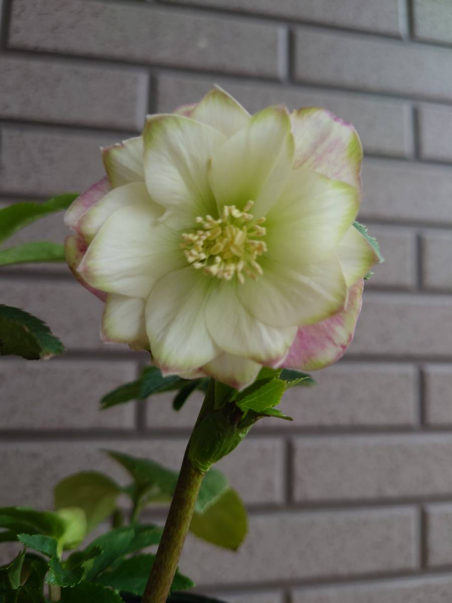 Yahoo!オークション - クリスマスローズ「桜利休かすり」開花株 Yahoo!オークション - クリスマスローズ「桜利休かすり」開花株
