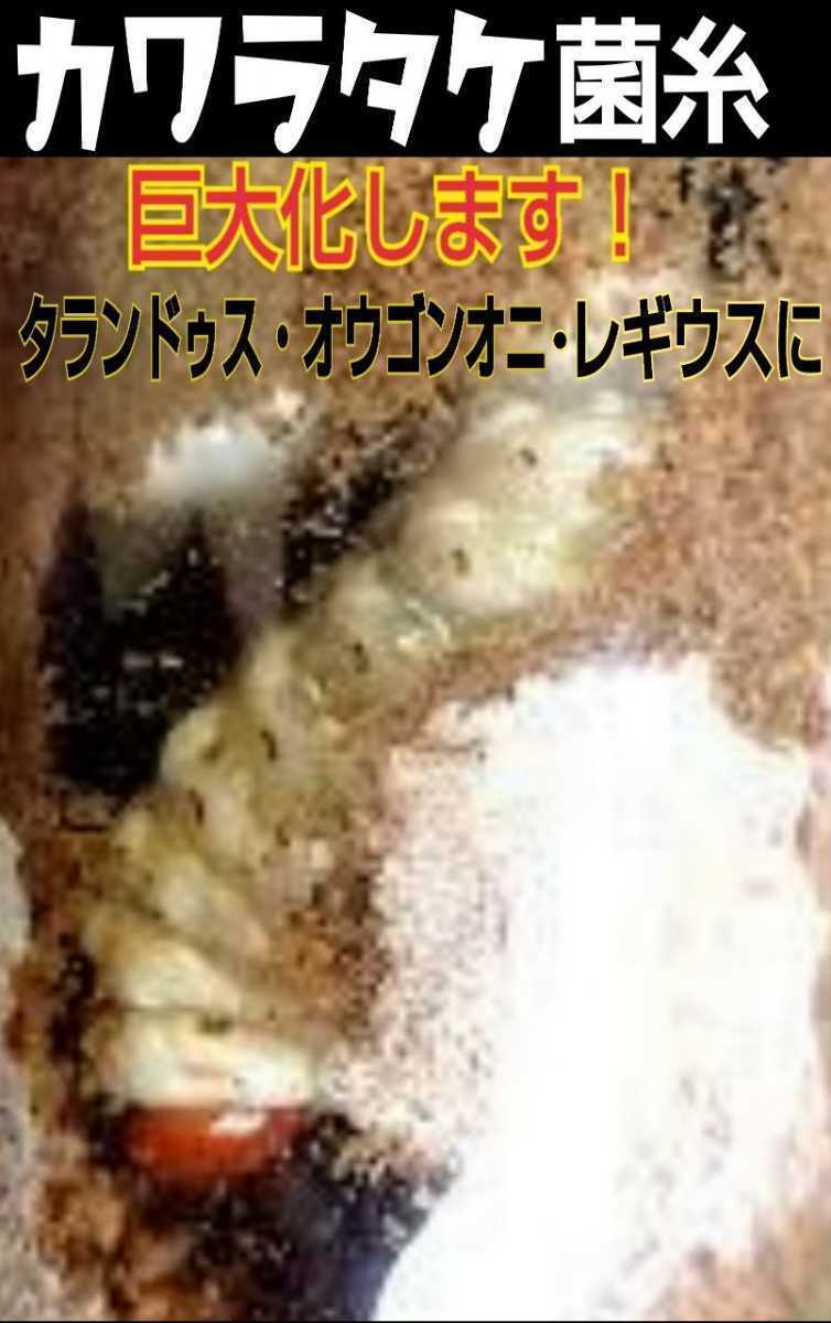 極上☆カワラタケ菌糸ブロック【8個セット】クヌギ100%・1番 極上☆カワラタケ菌糸ブロック【8個セット】クヌギ100%・1番